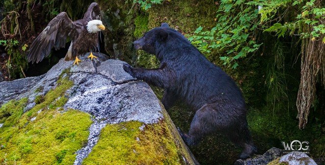 The Bear and the Eagle