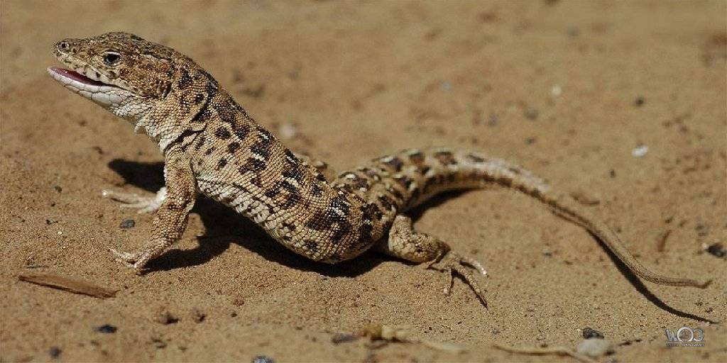 Takistan Lizard